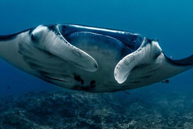 5 Fun Dives in Nusa Lembongan (For Certified Divers) - Swim With a Mola Mola - Cancellation and Refund Policy