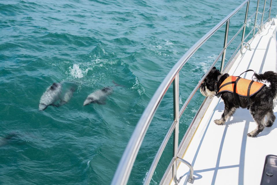 Akaroa: Dolphin Nature Cruise - Booking and Check-in Process