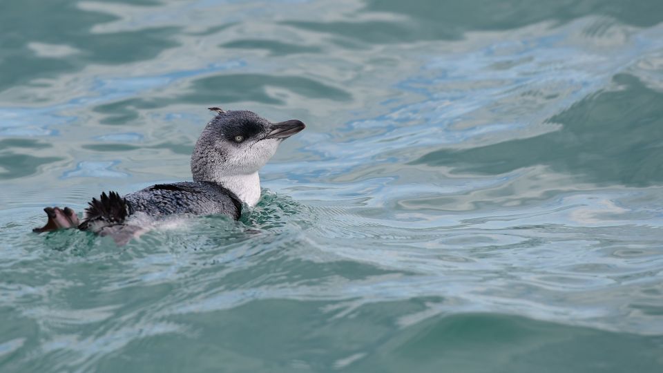 Akaroa: Scenic Coastline Wildlife Cruise - Testimonial