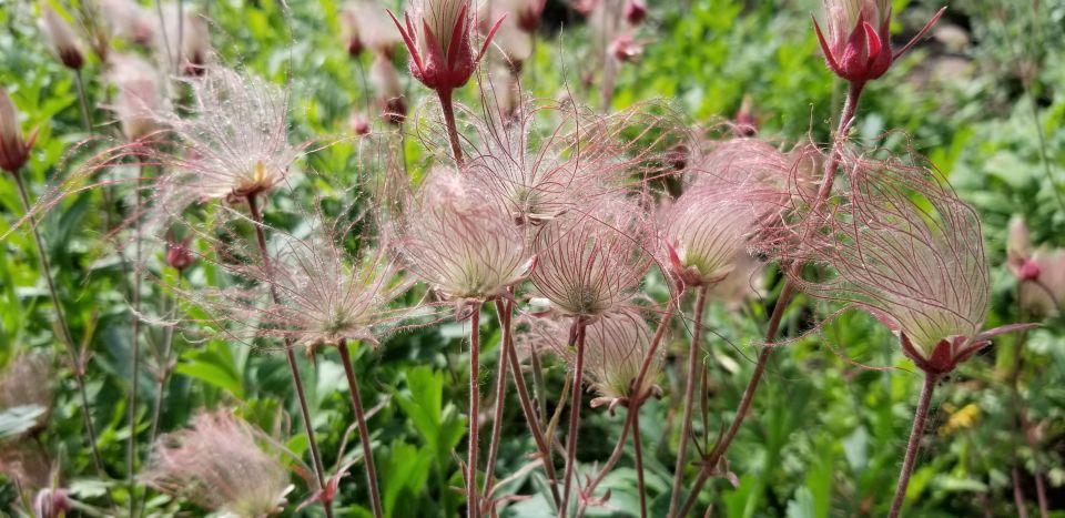 Anchorage: Botanical Garden Walking Tour - Weather and Closure Information