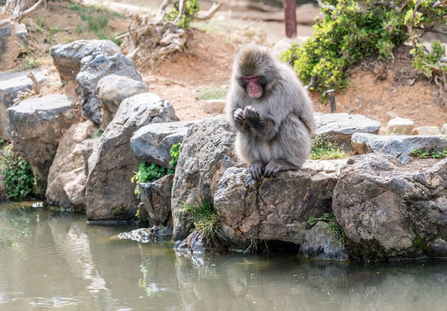 Arashiyama Kyoto: Bamboo Forest, Monkey Park & Secrets - Booking and Cancellation Details