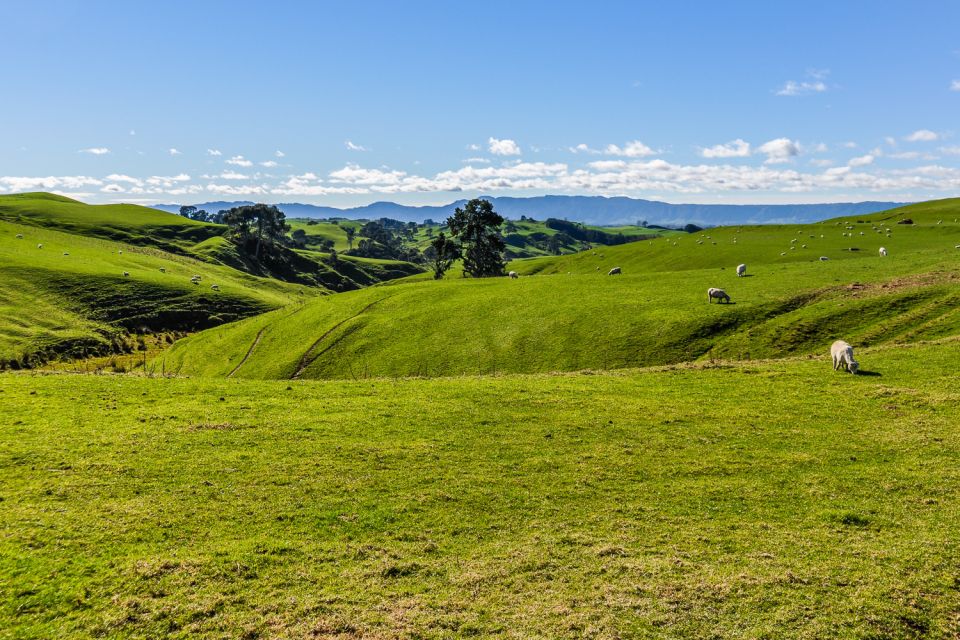 Auckland/Rotorua: Hobbiton and Waitomo Day Tour With Lunch - Directions and Meeting Point