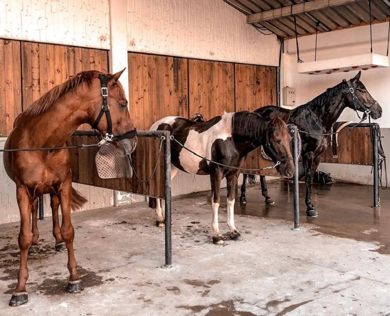 Aveiro: Horseback Riding at a Pedagogical Farm - Customer Feedback and Ratings