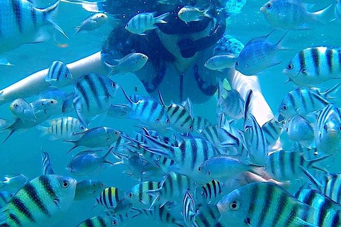 Bintan Snorkeling Tour - Expert Guidance
