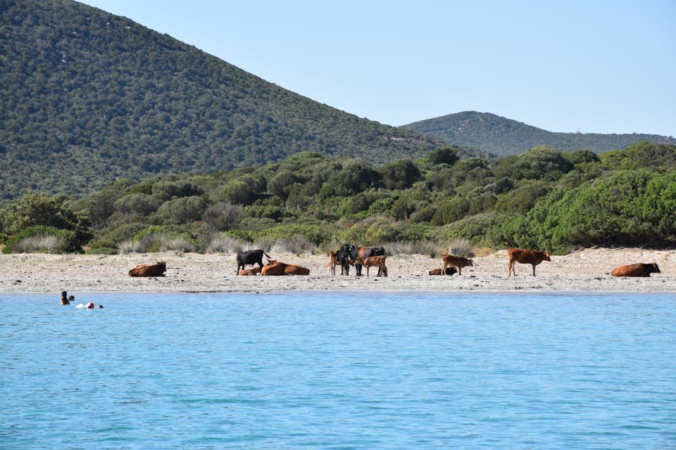 Boat Ride to Cala Zafferano With Snorkeling - Snorkeling in Crystal-Clear Water