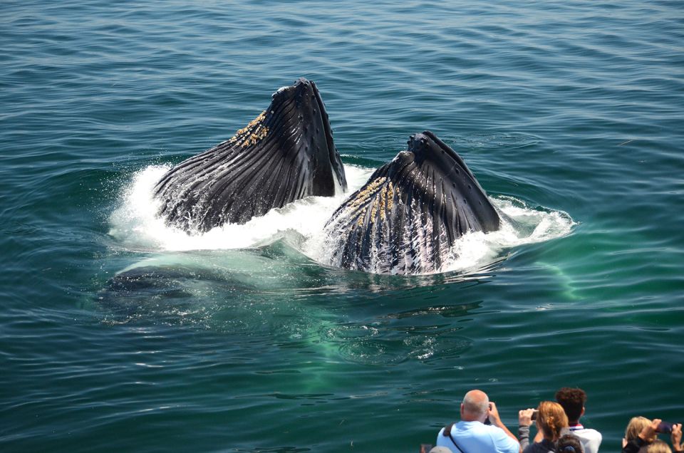 Boston: Whale Watching Catamaran Cruise - Recap