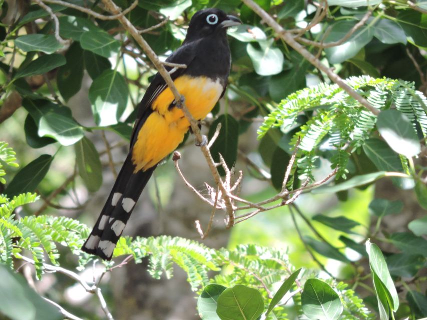 Cancún: Guided Birdwatching Hike - Trail and Scenery