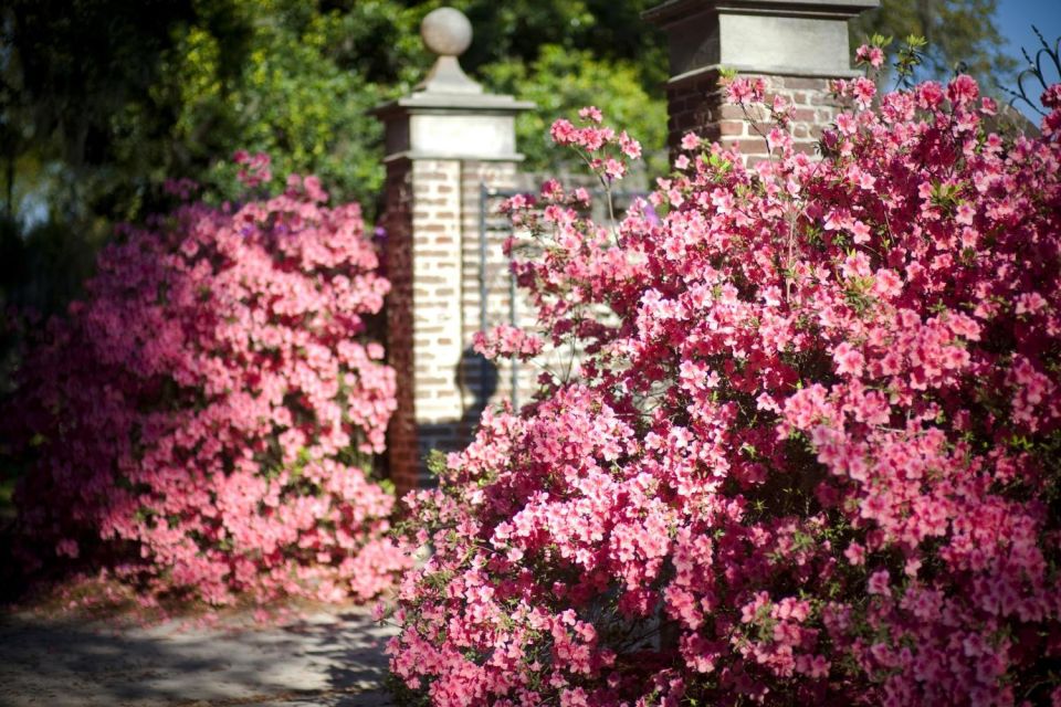 Charleston: Boone Hall & Historic City Tour Combo - Weather and Accessibility