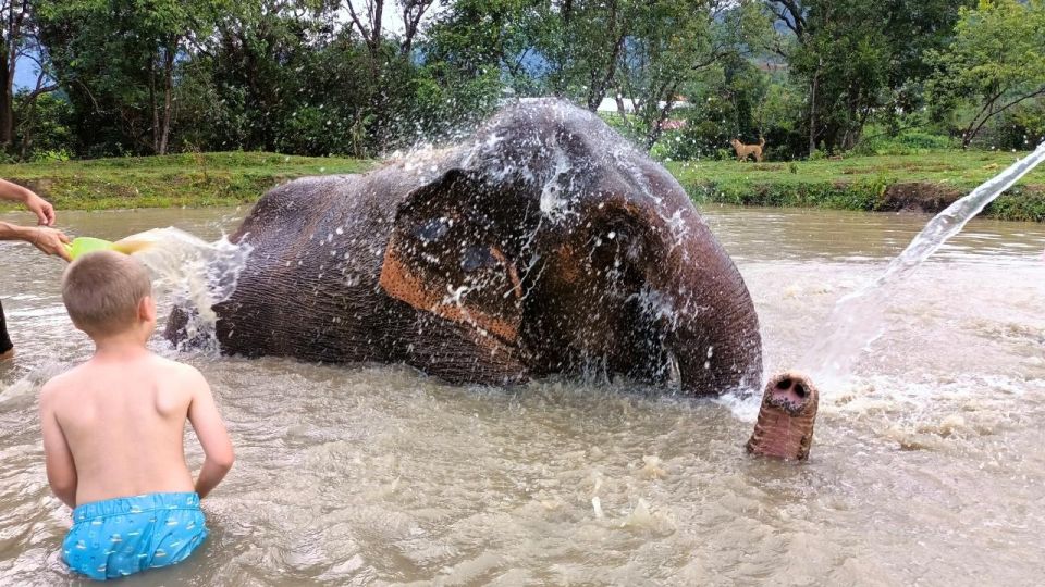 Chiang Mai: Elephant Sanctuary With Lunch Day Tours - Booking and Pricing Information