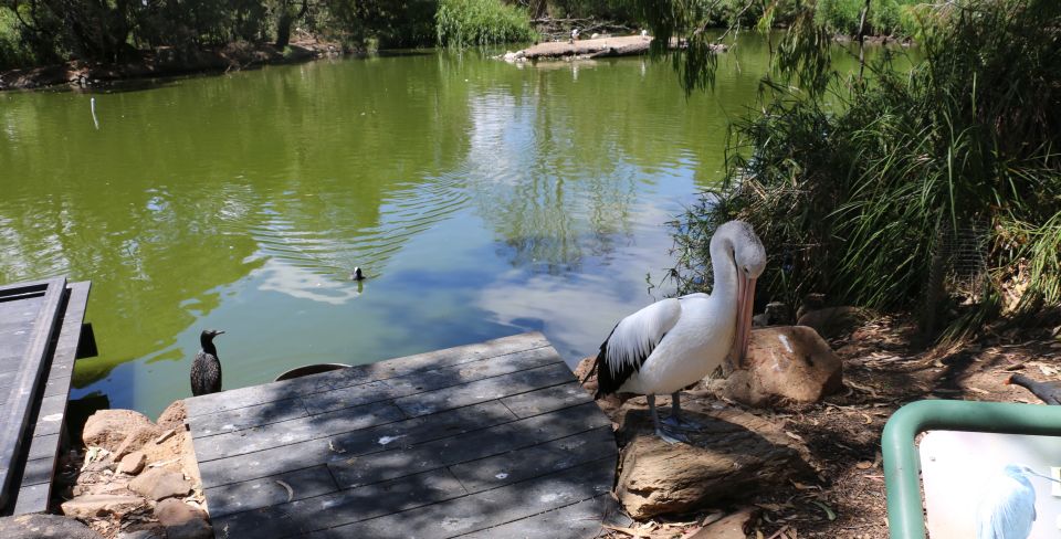 Cleland Wildlife Park Experience With Mount Lofty Summit - Recap