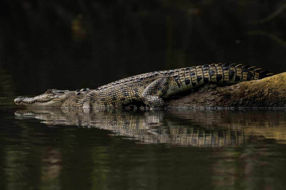 Daintree, Crocodile Cruise, Aboriginal Beach & Fishing Tour - Frequently Asked Questions