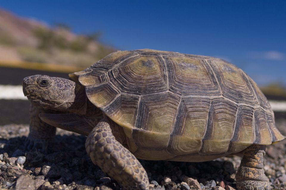 Death Valley: National Park Self-Guided Driving Tour - Practical Information