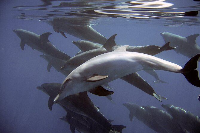 Dolphin Watching + 2 Islands Tour - From Faro - Dolphin Sighting Opportunities