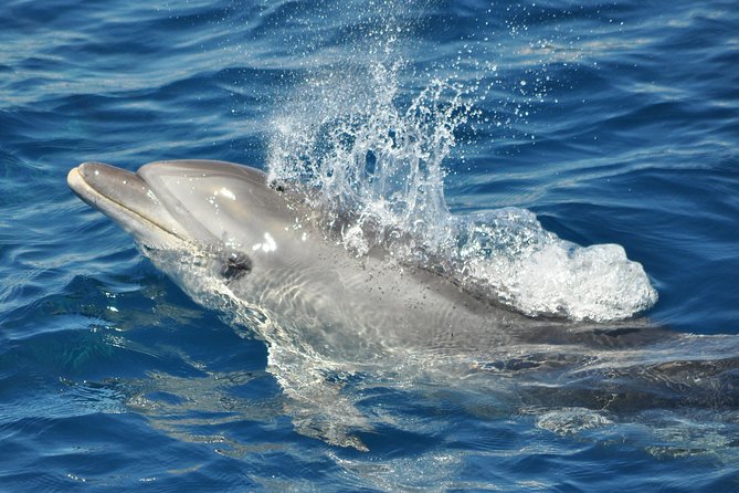 Dolphin Watching in Gibraltar & Fast Track Priority Cable Car - Combination With Fast Track Cable Car