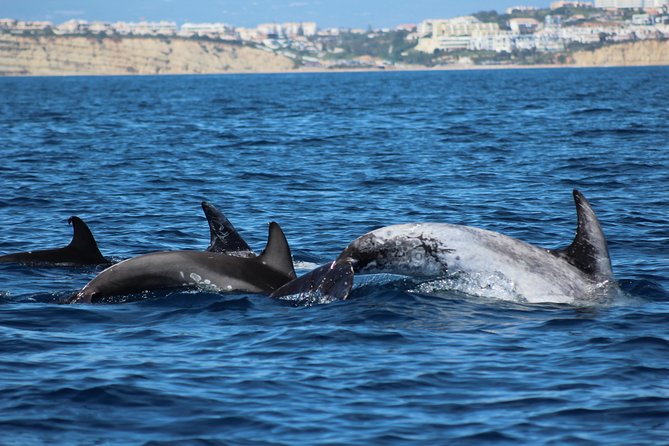Dolphin-Watching in Marina De Lagos - Spotting the Dolphins