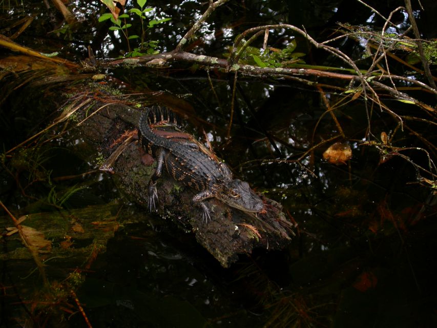 Everglades Day Safari From Sanibel, Fort Myers & Naples - Frequently Asked Questions