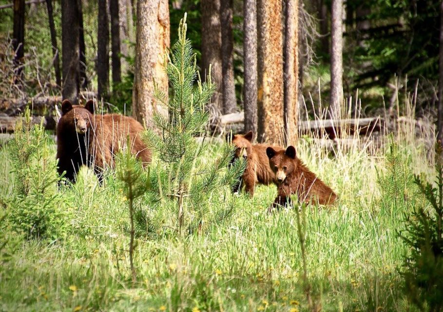 From Banff: Icefields Parkway Small Group Adventure - Frequently Asked Questions