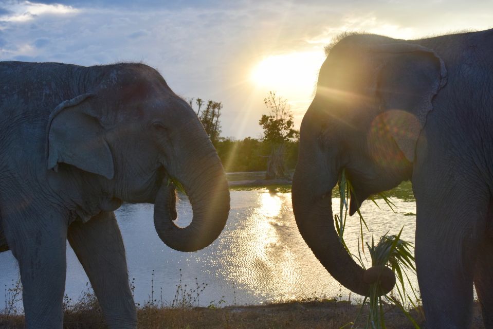 From Bangkok: Wildlife Rescue and Elephant Rescue Tour - Important Information