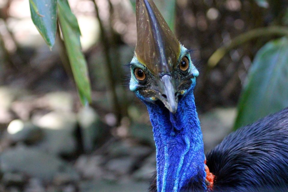 From Cairns: Daintree Wilderness & Cape Tribulation Bus Tour - Frequently Asked Questions