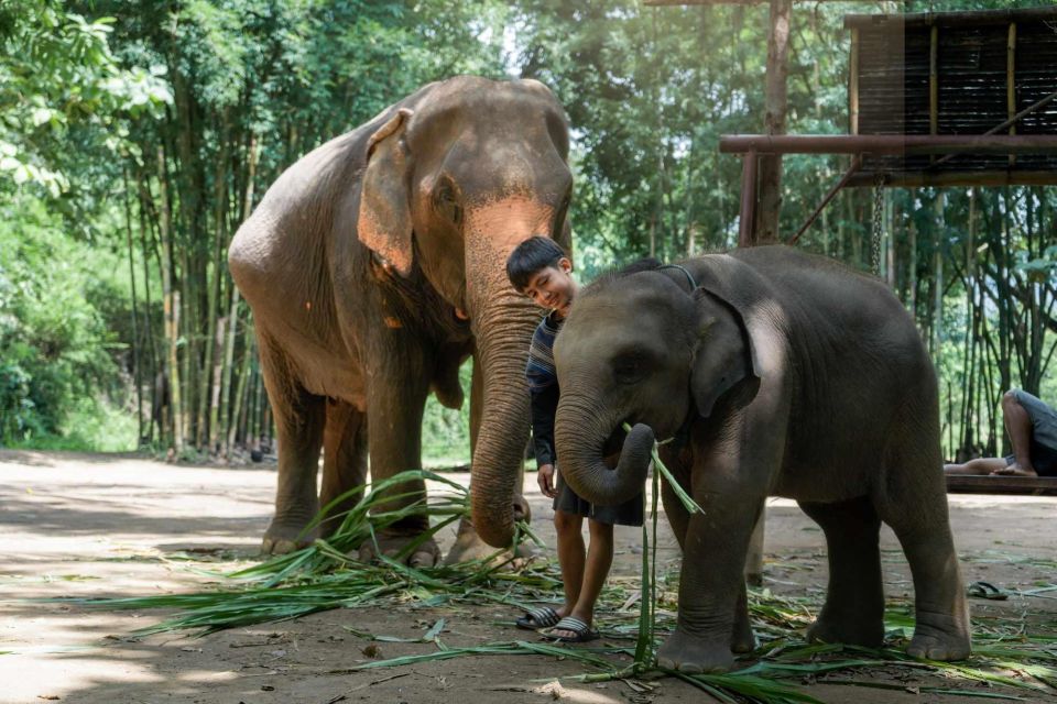 From Chiang Mai: Kerchor Eco Elephant Park Tour - Thai Lunch Experience