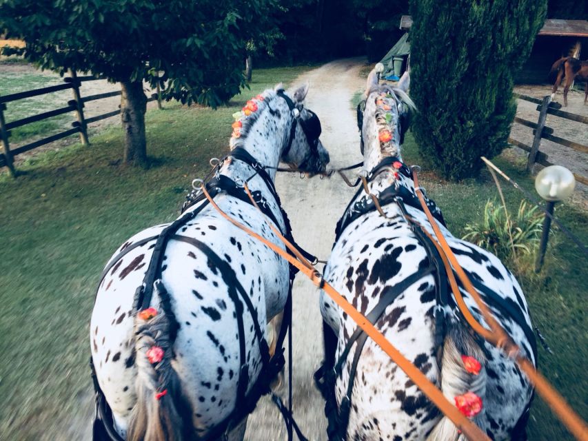 From Florence: Carriage Ride in Chianti Hills With Lunch - Cancellation Policy