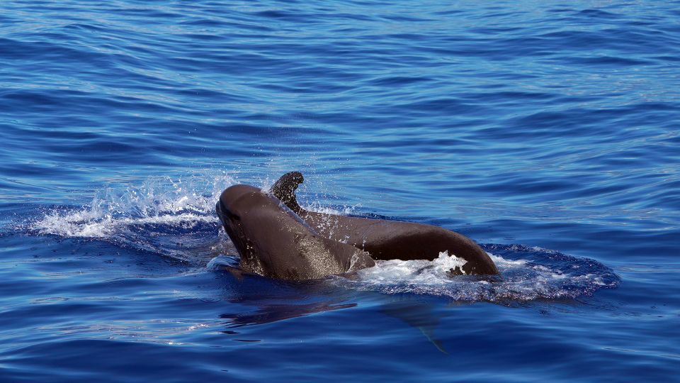 From Funchal: Ecological Catamaran Dolphin Whale Watching - Customer Feedback