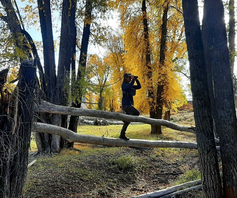 From Jackson Hole: Half-Day Grand Teton Wildlife Tour - Booking and Availability