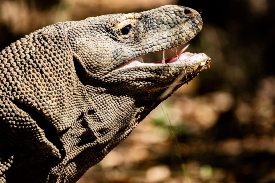 From Labuan Bajo Explore Komodo Dragon Island - Important Considerations