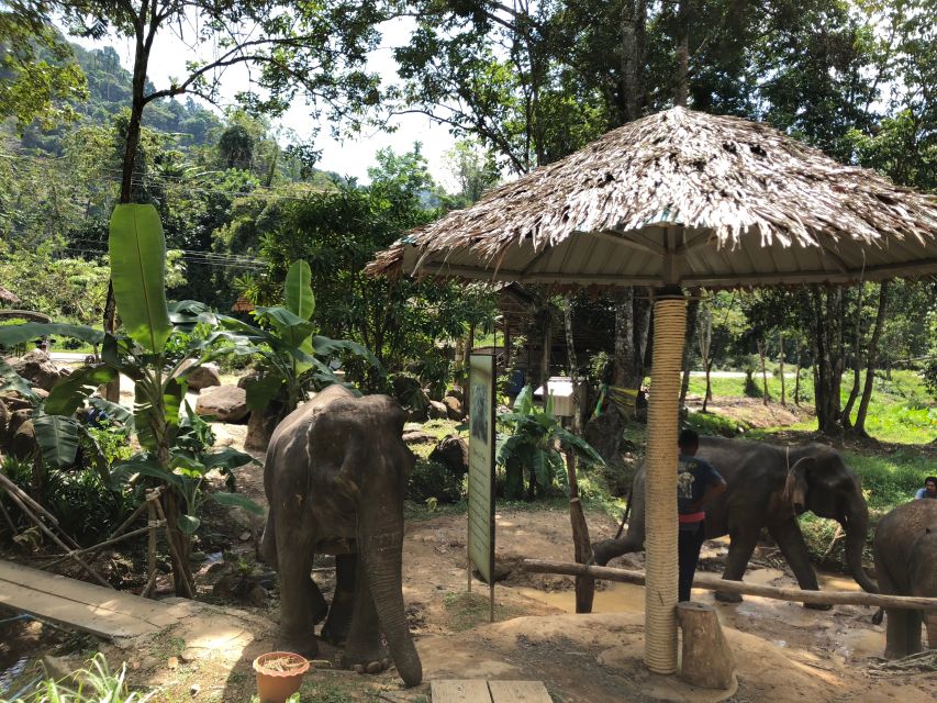 From Phuket & Khao Lak: Elephant Care With Waterfall Visit - Enjoy Thai Cuisine