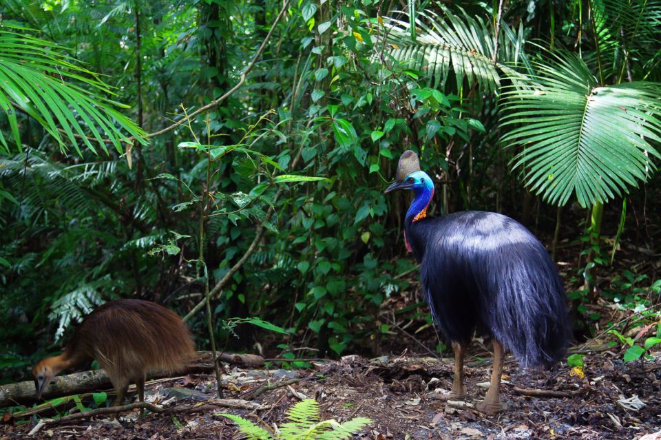 From Port Douglas: Daintree and Mossman Gorge Day Tour - Recap