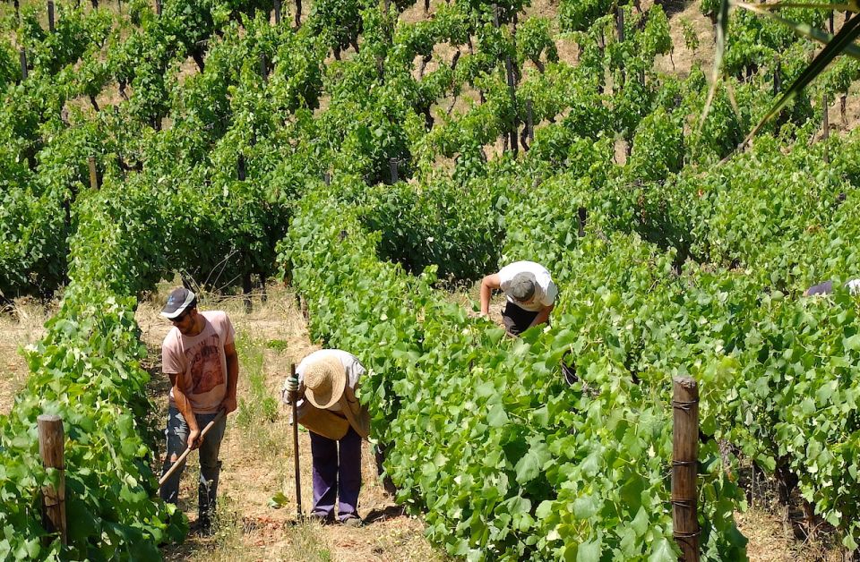 From Porto: Douro Region Private Food and Wine Day Tour - Local Food and Wines