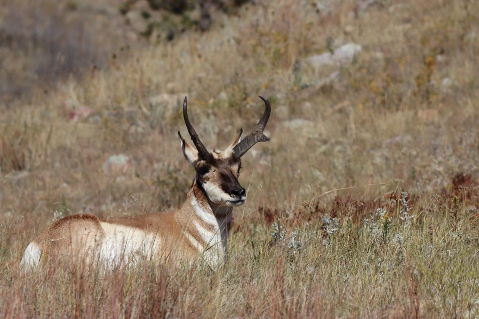 From Rapid City: Badlands National Park Trip With Wall Drug - Booking Details