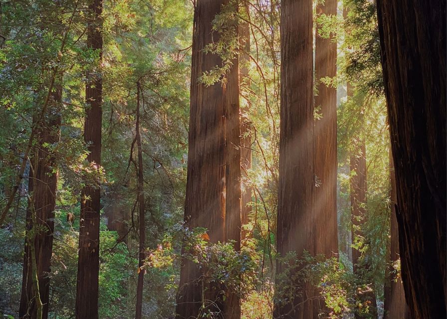 From San Francisco: Muir Woods Wine Tour With Napa & Sonoma - Scenic Photo Stop at Golden Gate Bridge