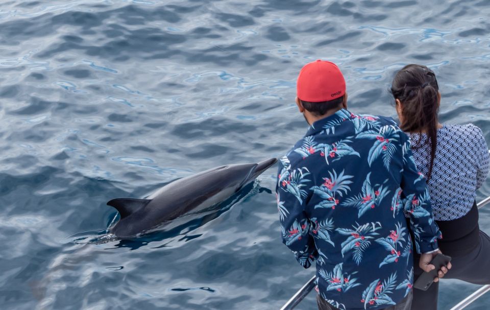 From Tauranga: Half-Day Swimming With Dolphins Tour - Directions and Meeting Point