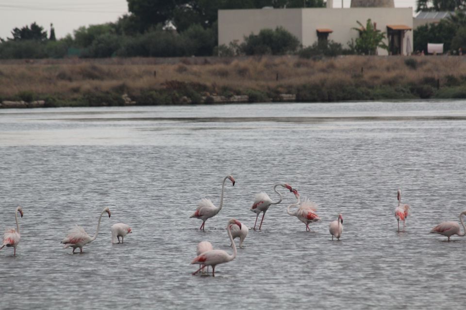 From Trapani: Salt Road Tour With Winery Visit and Boat Trip - Tour Guide and Language