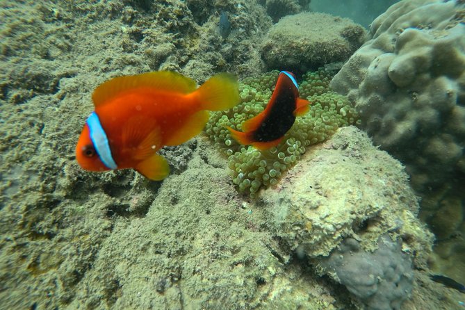 Full-Day Cham Islands Cruise From Hoi an With Underwater Walking Excursion - Cancellation Policy and Reviews