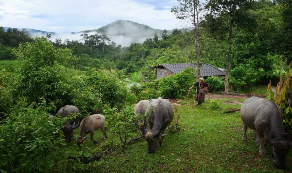 Full Day Forest Trekking - What to Bring