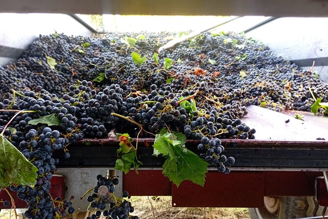Greve in Chianti Wine Tasting and Winery Tour - Medical Considerations