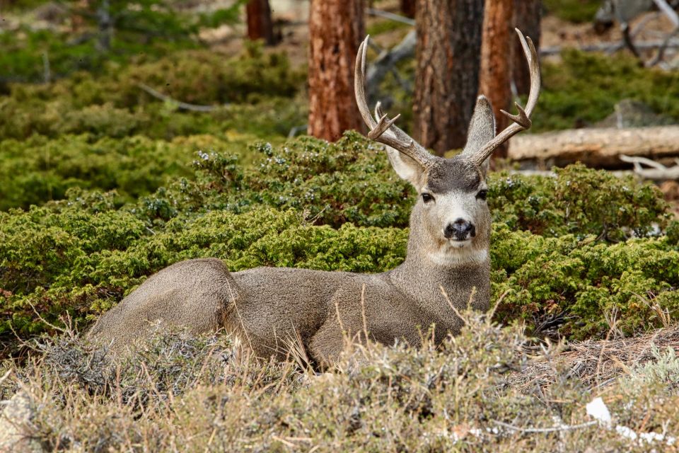 Half-Day RMNP Lakes and Meadows Tour-RMNPhotographer - Scenic Locations