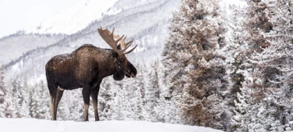 Jackson: Grand Teton and National Elk Refuge Winter Day Trip - Inclusions and Exclusions