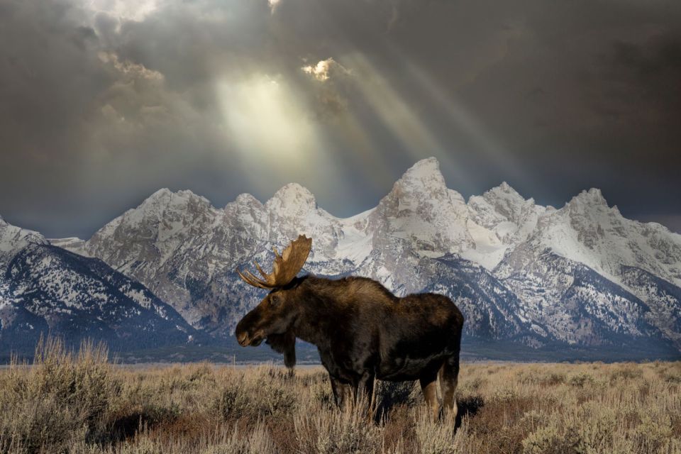 Jackson: Grand Teton & Native American Petroglyph Tour - Wildlife Sightings on the Tour