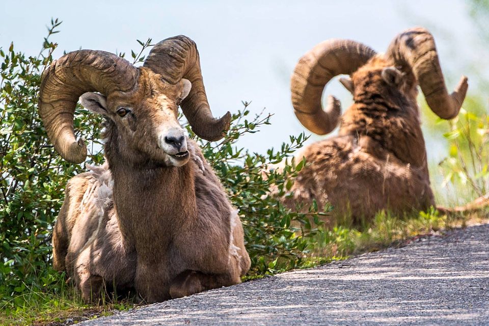 Jasper National Park: Evening or Morning Wildlife Watch Tour - Infant Accommodations