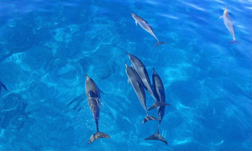 Kailua-Kona: Dolphin Watch Speedboat Snorkel Cruise and BBQ - Exploring the Underwater World