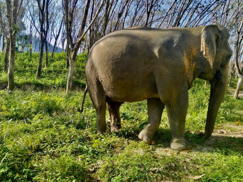 Khao Lak: Guided Walk & Feed Elephant Experience With Pickup - Tour Inclusions