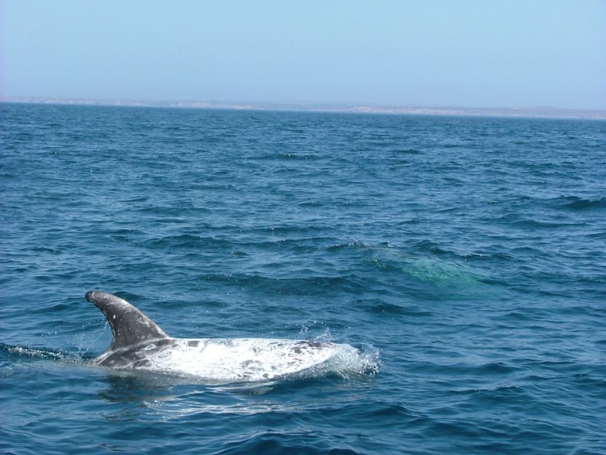 Lisbon: Dolphin Watching With Marine Biologist - Booking Information and Considerations