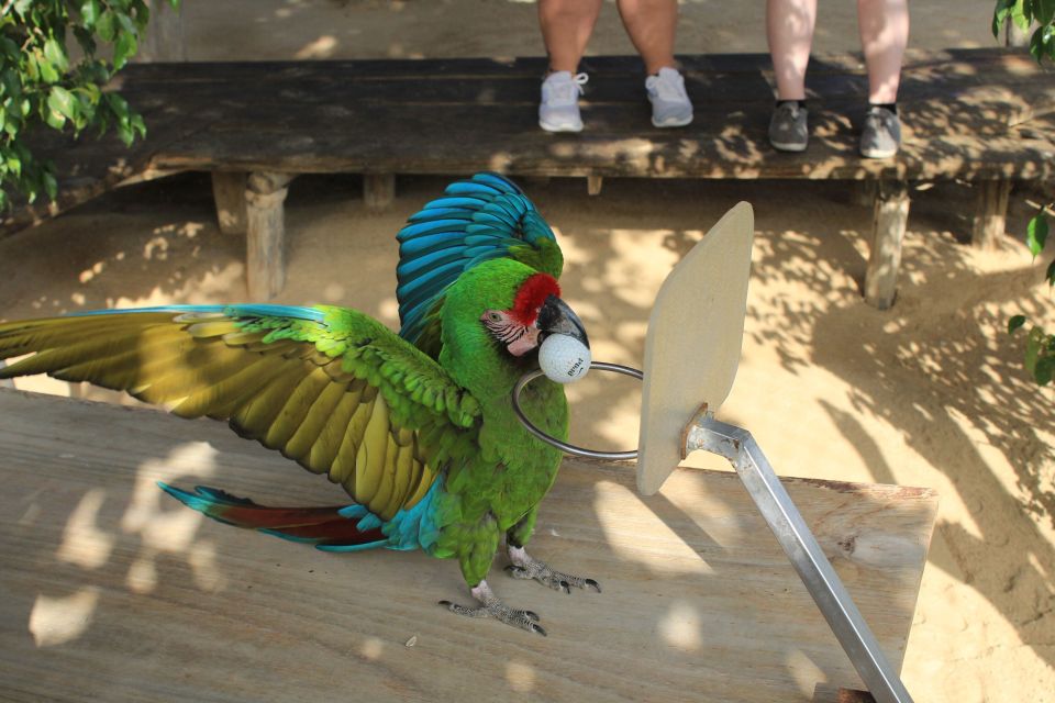 Los Cabos: Animal Sanctuary Tour - Hanging Bridge and Camel Petting