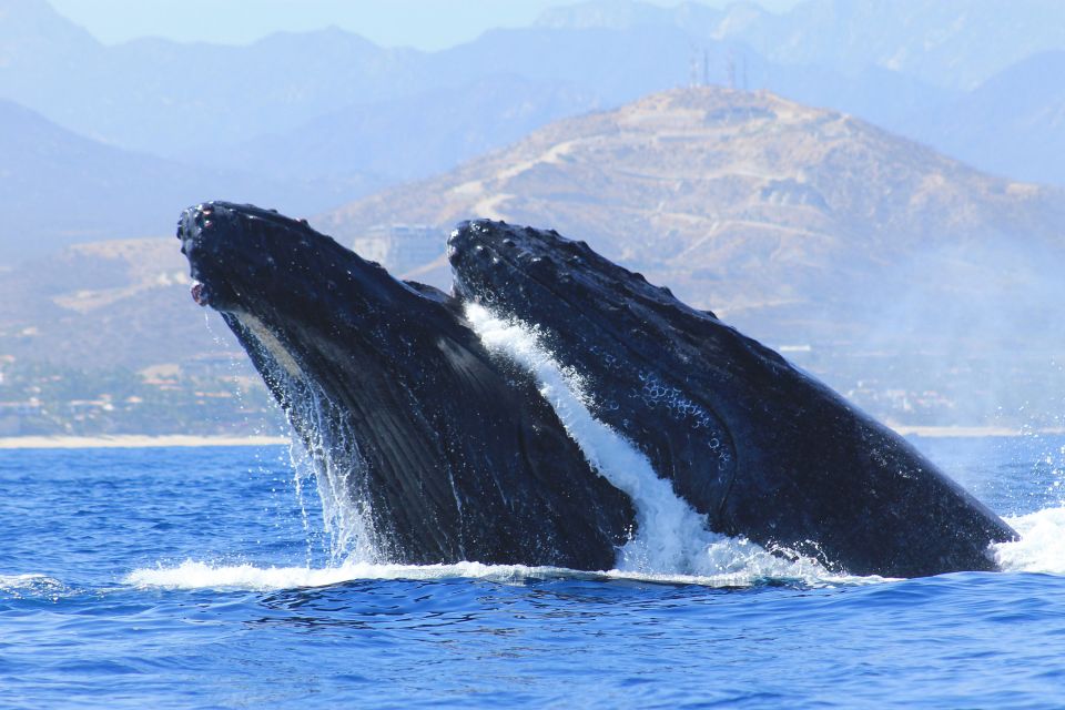 Los Cabos: Whale Watching (Transport and Pictures Included) - Frequently Asked Questions