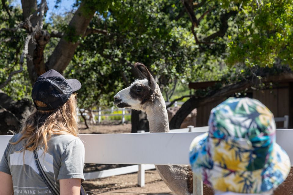 Malibu: Guided Vineyard Hike With Photo Stops and Wine - Activity Requirements and Restrictions