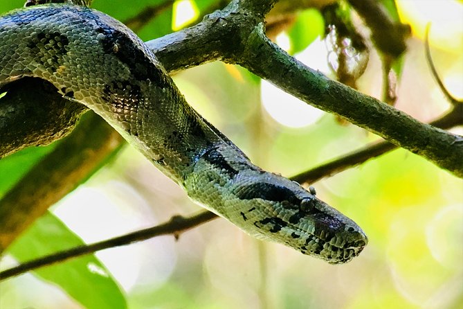 Manuel Antonio Park Tour and Its Amazing Wildlife and Beaches - Tips for Visiting the Park