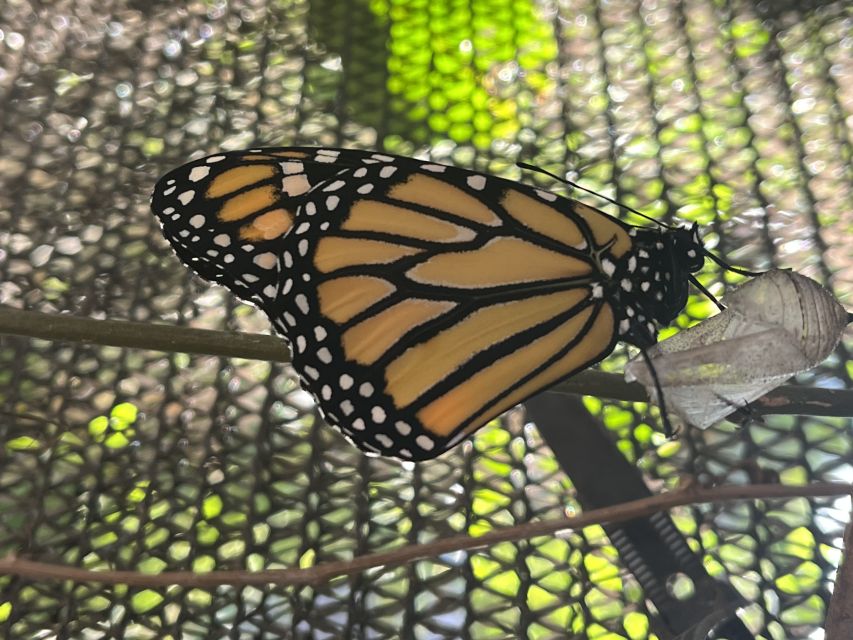 Maui: Interactive Butterfly Farm Entrance Ticket - Additional Information